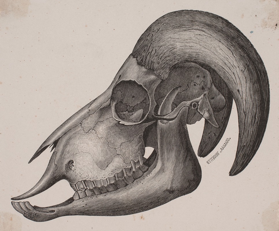 Dyrekranie med horn — Аноним