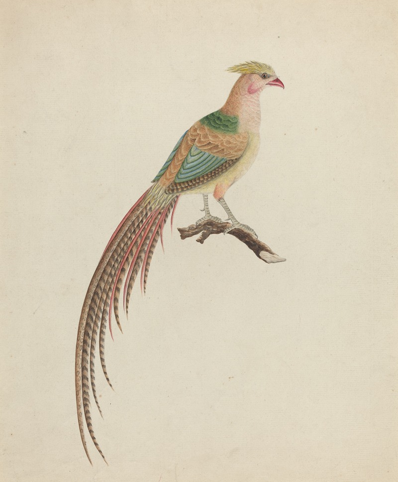 Golden Pheasant (Chrysolophus pictus) — Anonymous