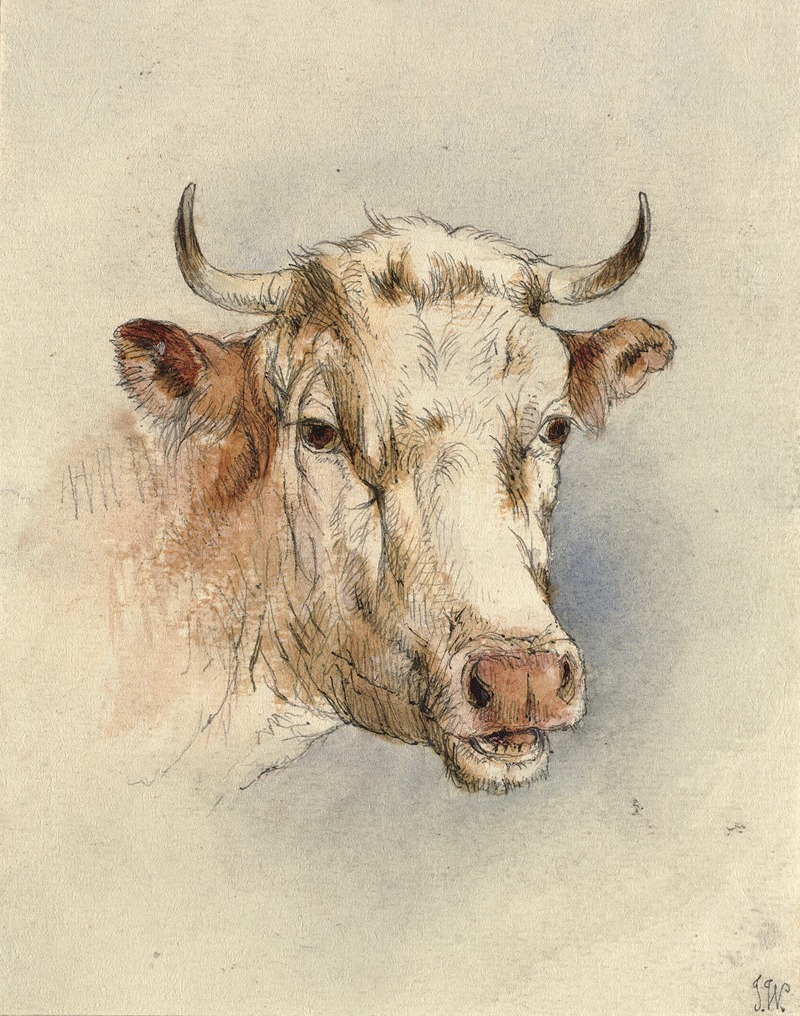 Head of a bull by Аноним, 1800 – 1899 — digital art print download