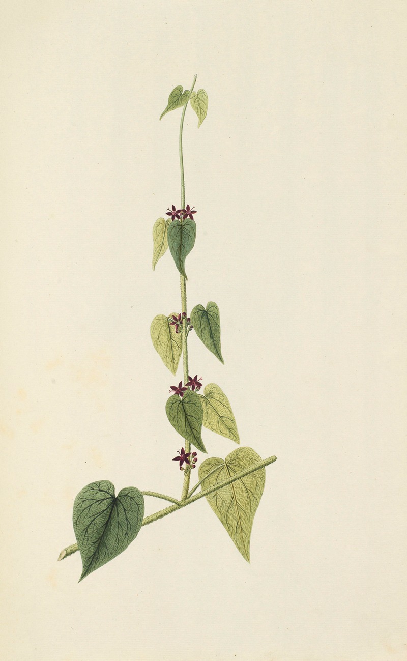 Selectarum stirpium Americanarum historia Pl.082 — Nikolaus Joseph Freiherr von Jacquin