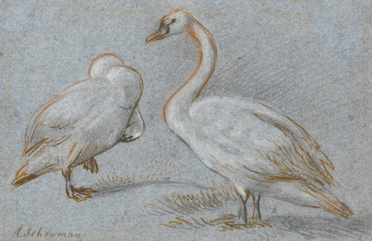 A Pair Of Standing Swans, One Preening — Aert Schouman