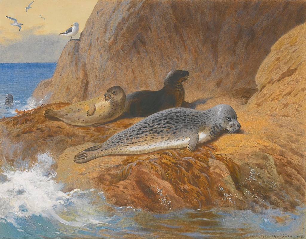 Grey And Harbour Seals At Rest by Арчибальд Торберн, 1912 — digital art print download