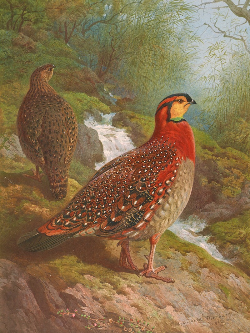 Blyth's Tragopan by Арчибальд Торберн, 1918-1922 — digital art print download