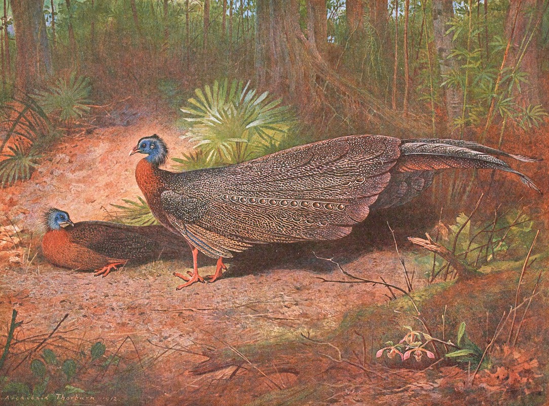 Bornean Argus Pheasant by Арчибальд Торберн, 1918-1922 — digital art print download