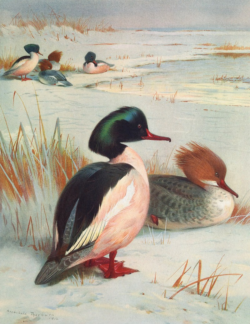 Goosander by Арчибальд Торберн, 1913 — digital art print download