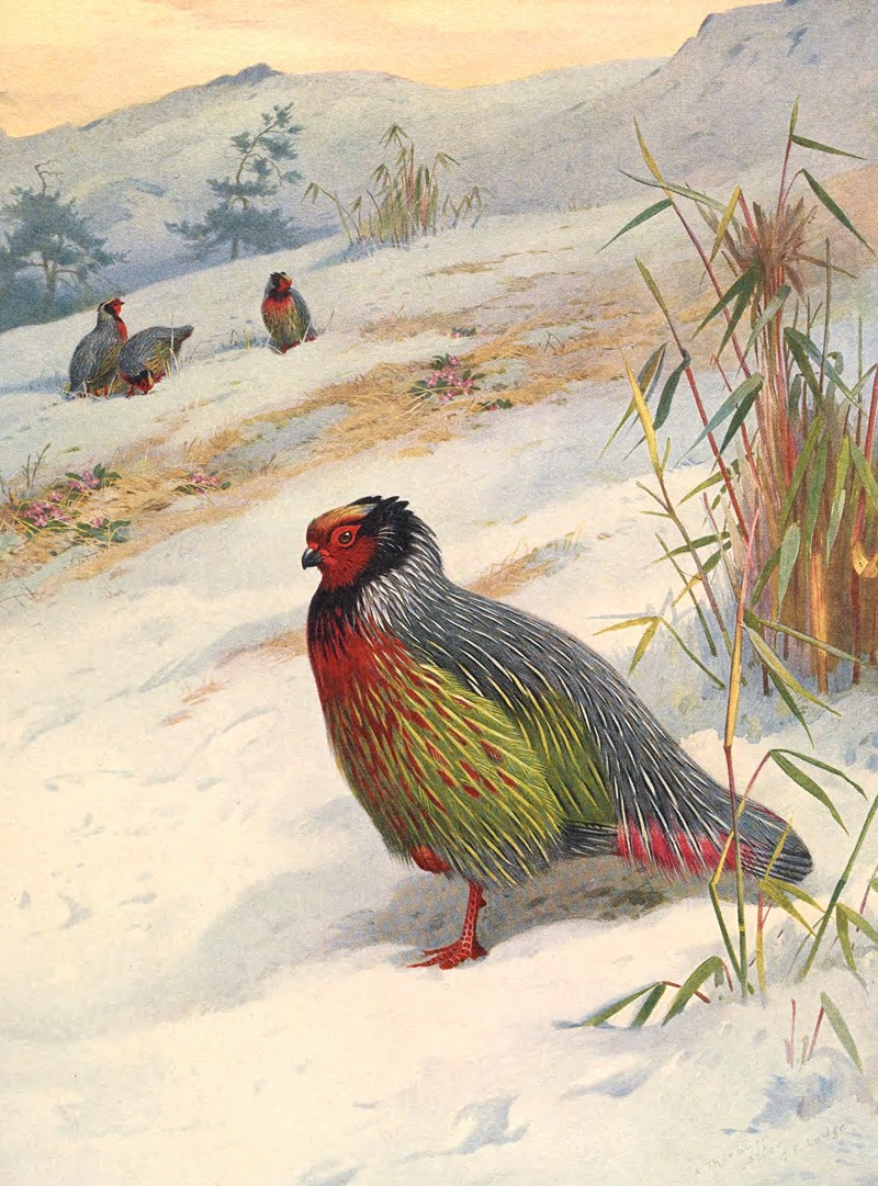 Kuser's Blood Partridge by Archibald Thorburn, 1918-1922 — digital art print download
