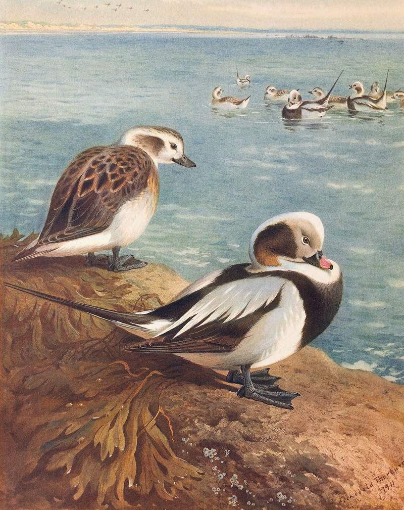 Long-Tailed Duck (Winter) by Арчибальд Торберн, 1913 — digital art print download