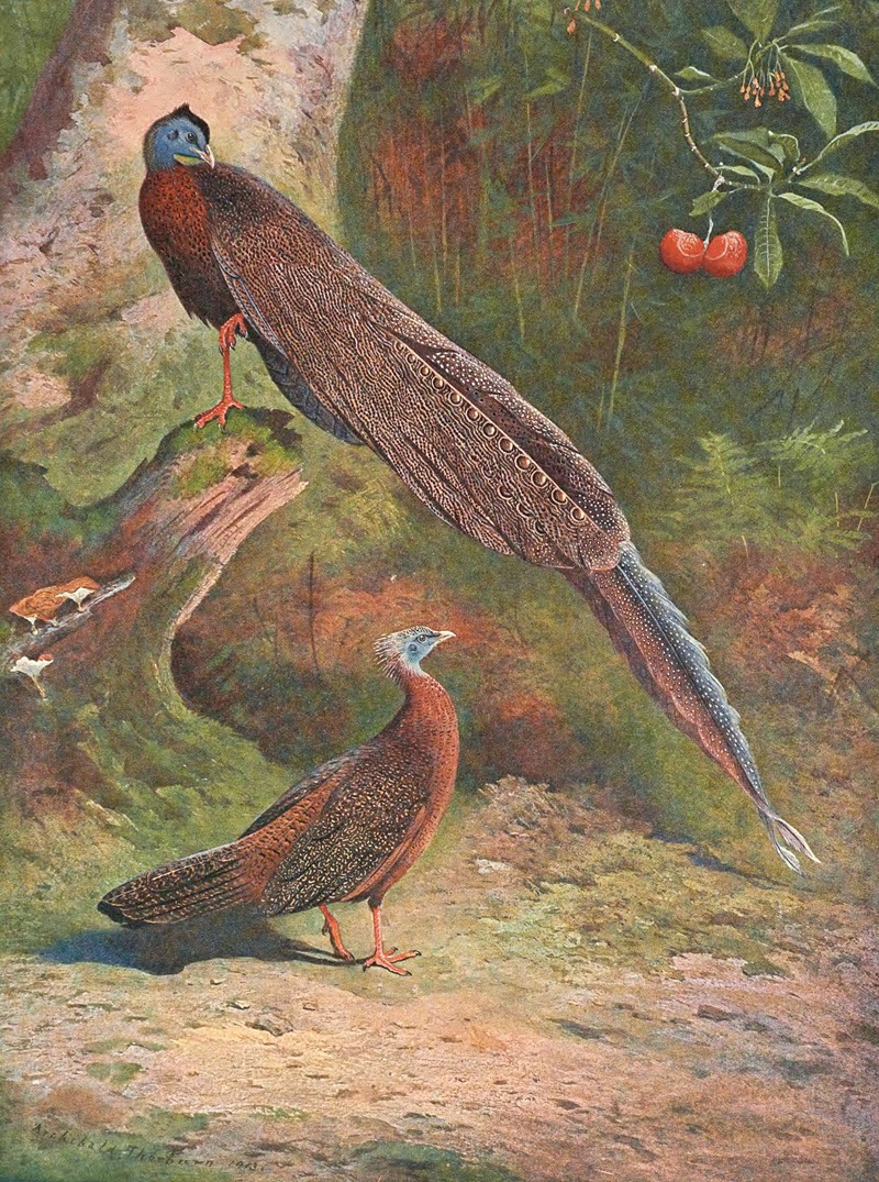 Malay Argus Pheasant by Арчибальд Торберн, 1918-1922 — digital art print download