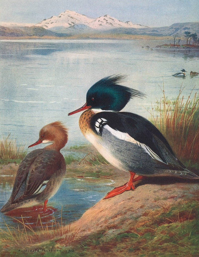 Red-Breasted Merganser by Арчибальд Торберн, 1913 — digital art print download