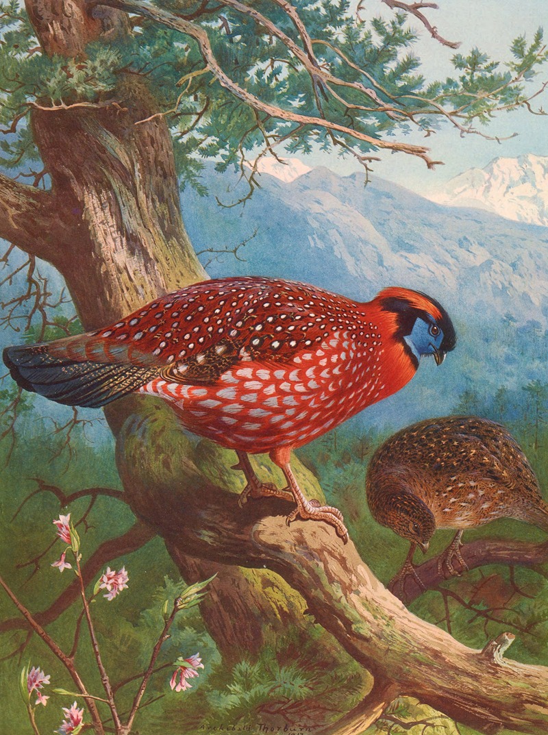 Temminck's Tragopan by Archibald Thorburn, 1918-1922 — digital art print download