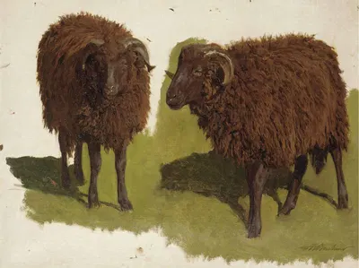 Study Of Black Rams by Огюст Бонёр — digital art print download