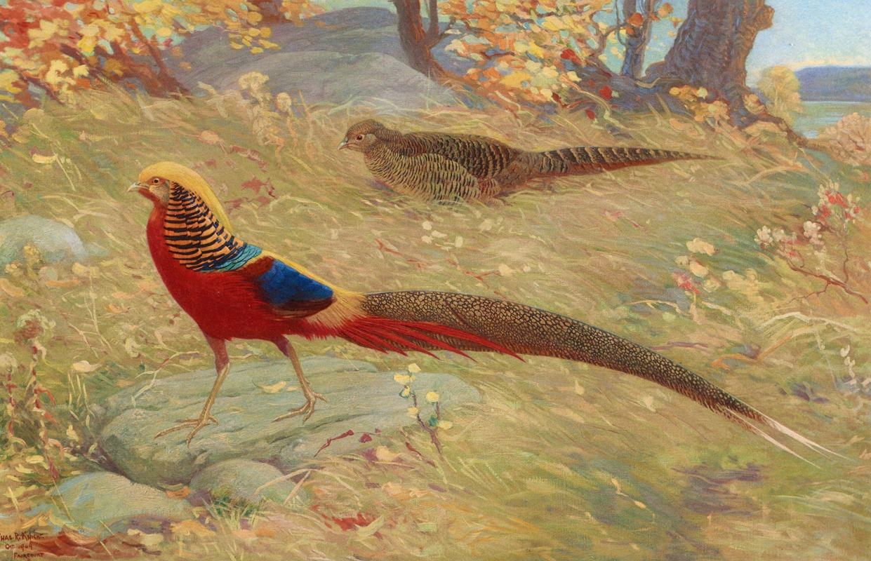 Golden Pheasant by Charles Robert Knight, 1918-1922 — digital art print download