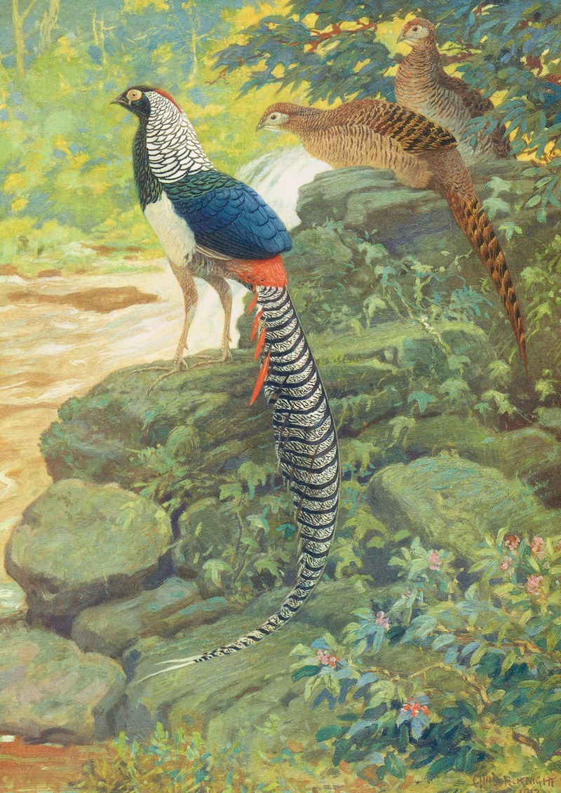 Lady Amherst Pheasant by Charles Robert Knight, 1918-1922 — digital art print download