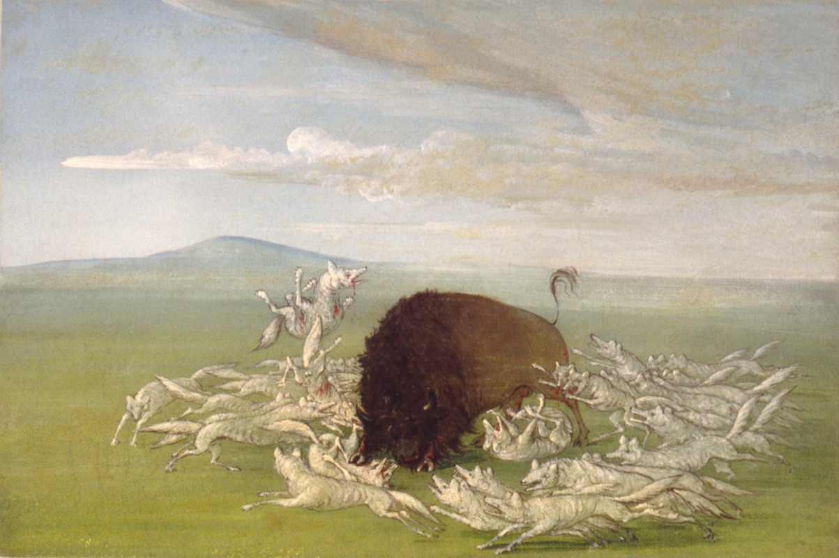 White Wolves Attacking a Buffalo Bull by Джордж Кэтлин, 1832-1833 — digital art print download