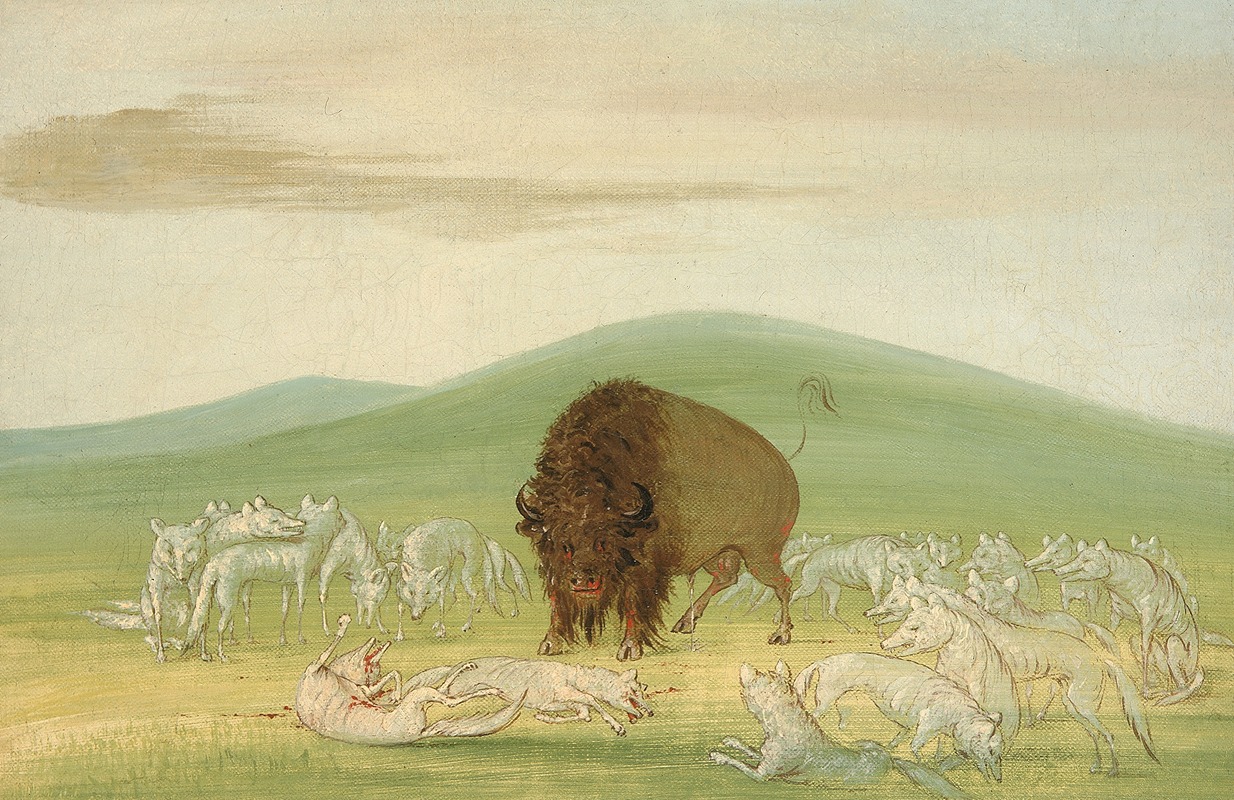 Wounded Buffalo Bull Surrounded by White Wolves by Джордж Кэтлин, 1832-1833 — digital art print download