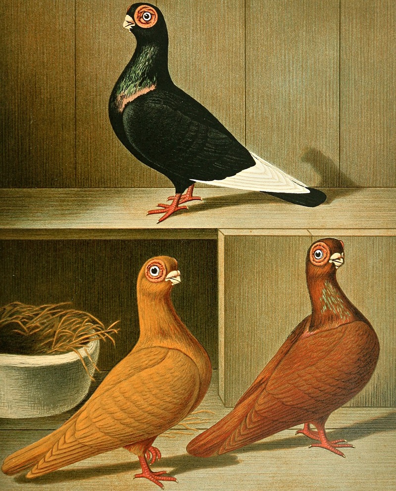 C. barbarica minima by Gustav Prütz, 1884-1886 — digital art print download