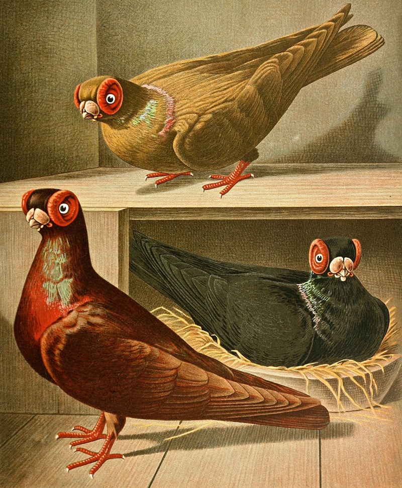 C. barbarica by Gustav Prütz, 1884-1886 — digital art print download