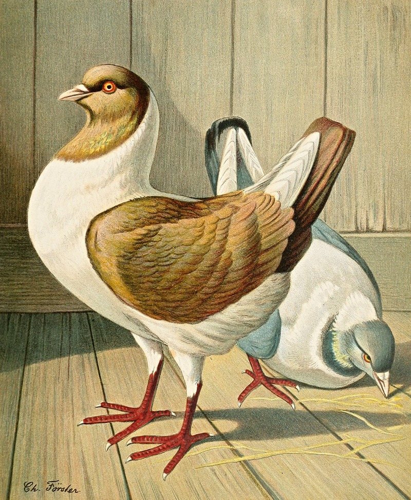 C. brachyura Brm by Gustav Prütz, 1884-1886 — digital art print download