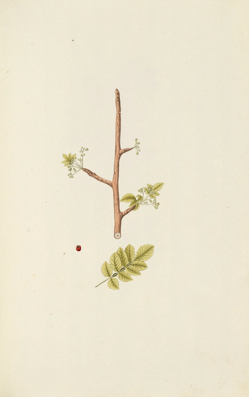 Selectarum stirpium Americanarum historia Pl.106 — Nikolaus Joseph Freiherr von Jacquin