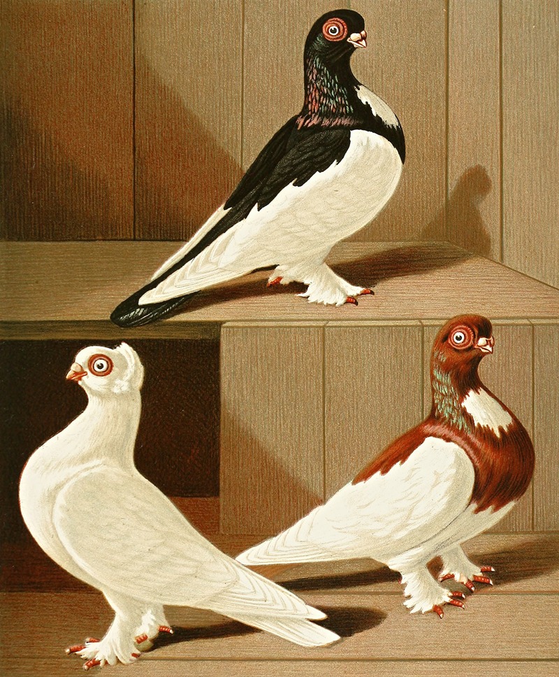 C. brevirostris s. albifrons by Gustav Prütz, 1884-1886 — digital art print download