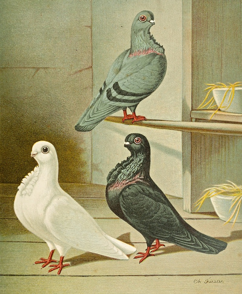 C. bubo nominata II by Gustav Prütz, 1884-1886 — digital art print download