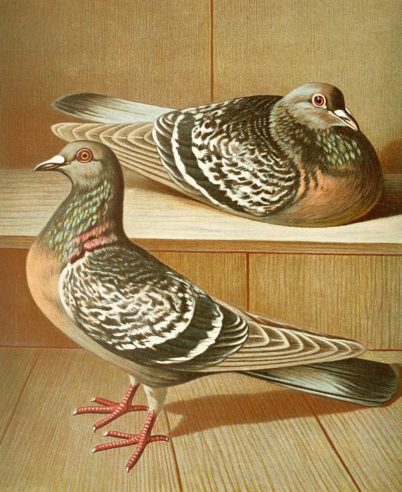 C. Coburgensis by Gustav Prütz, 1884-1886 — digital art print download