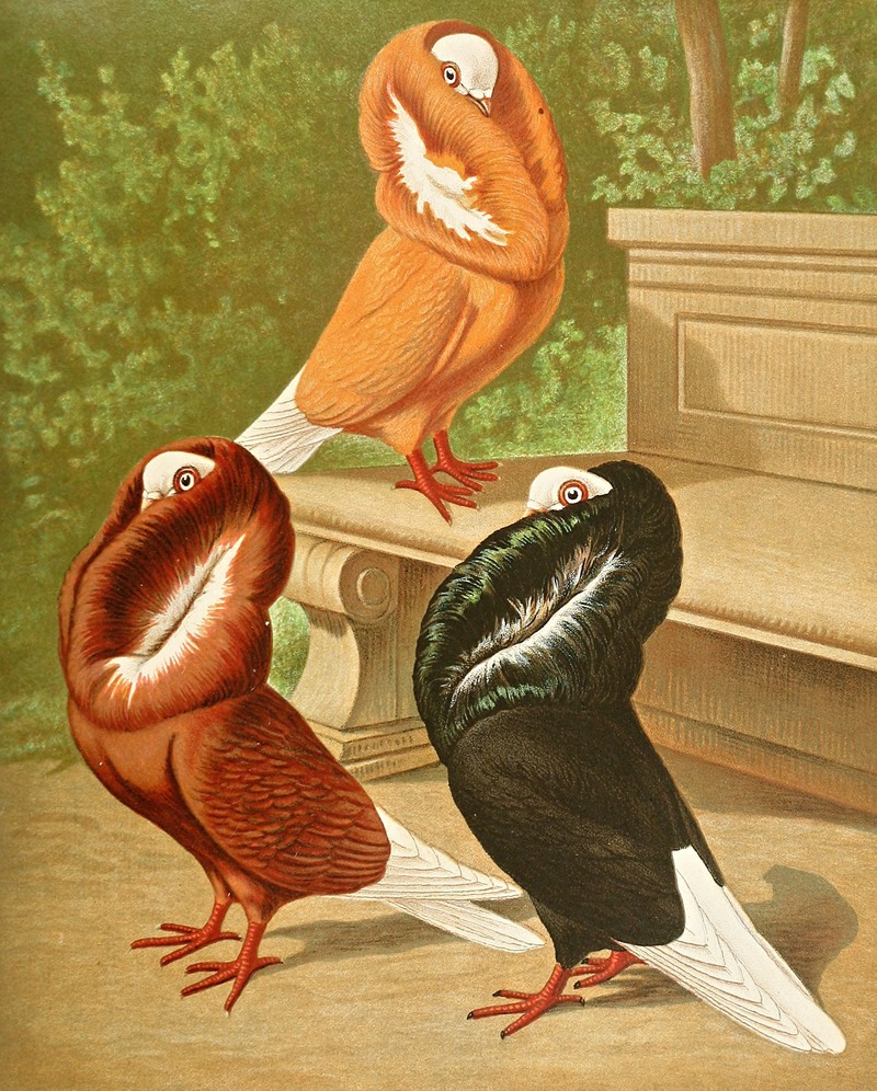 C. cucullata by Gustav Prütz, 1884-1886 — digital art print download