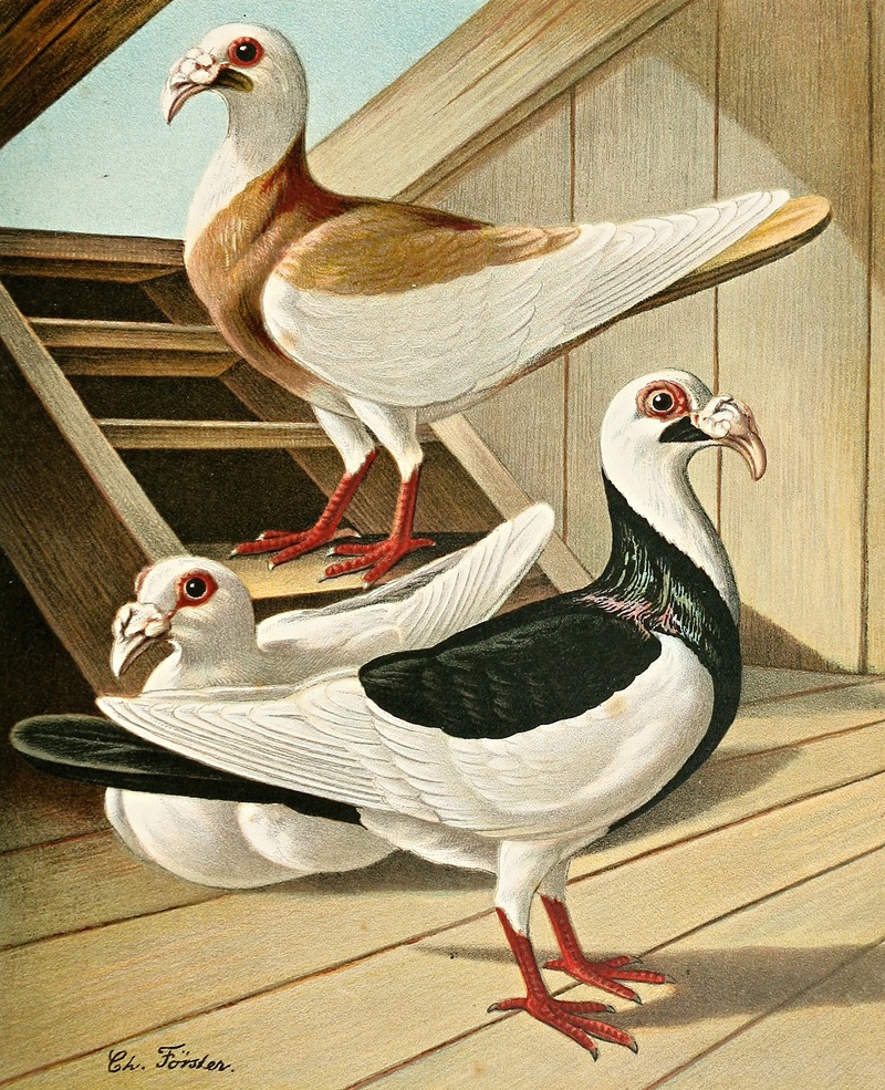 C. curvirostris Brm by Gustav Prütz, 1884-1886 — digital art print download