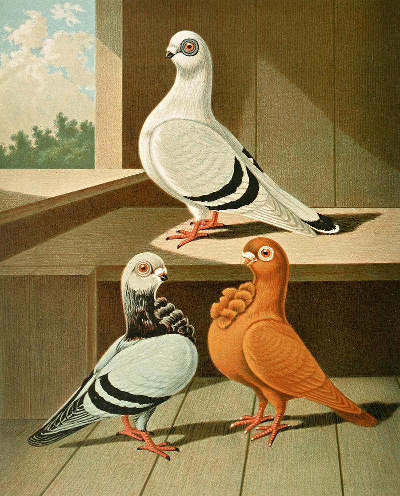 C. damascena, C. bubo major by Gustav Prütz, 1884-1886 — digital art print download