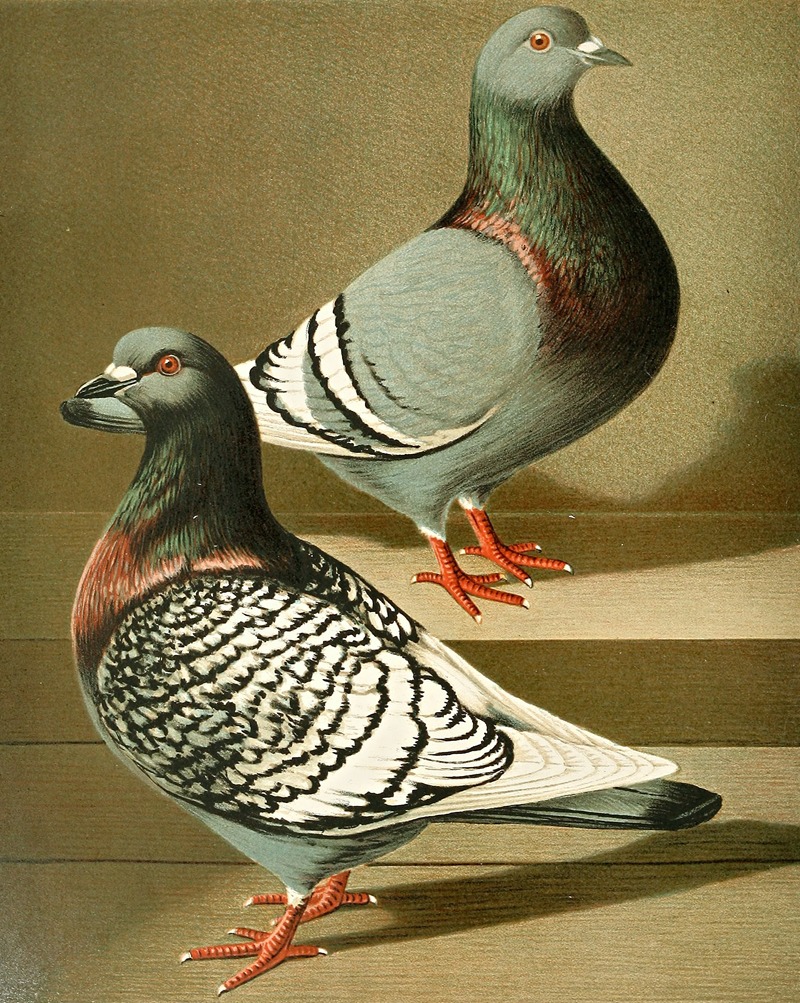 C. dom. agr. robuusta by Gustav Prütz, 1884-1886 — digital art print download