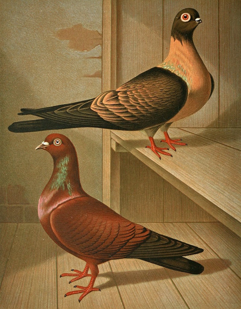 C. fulgens, C. cypselus by Gustav Prütz, 1884-1886 — digital art print download