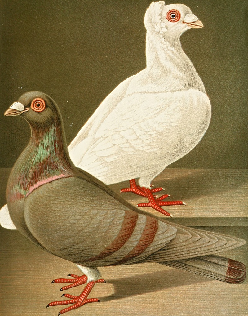 C. gigas, C. romana by Gustav Prütz, 1884-1886 — digital art print download