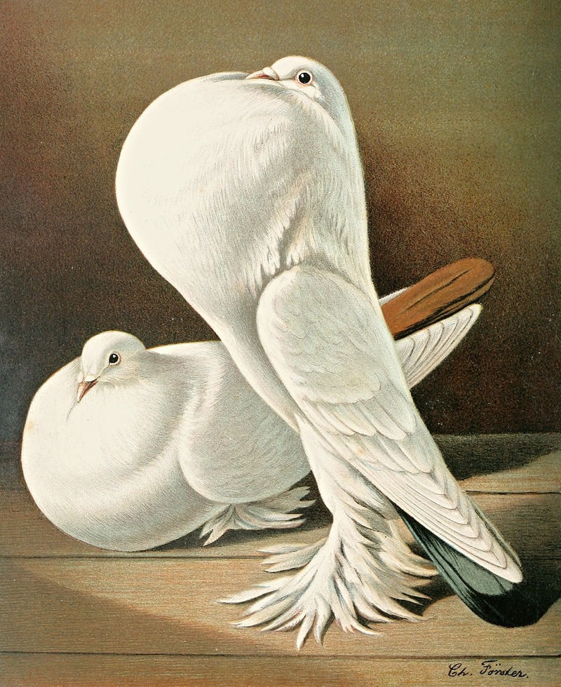 C. gutturosa maxima Pom by Gustav Prütz, 1884-1886 — digital art print download