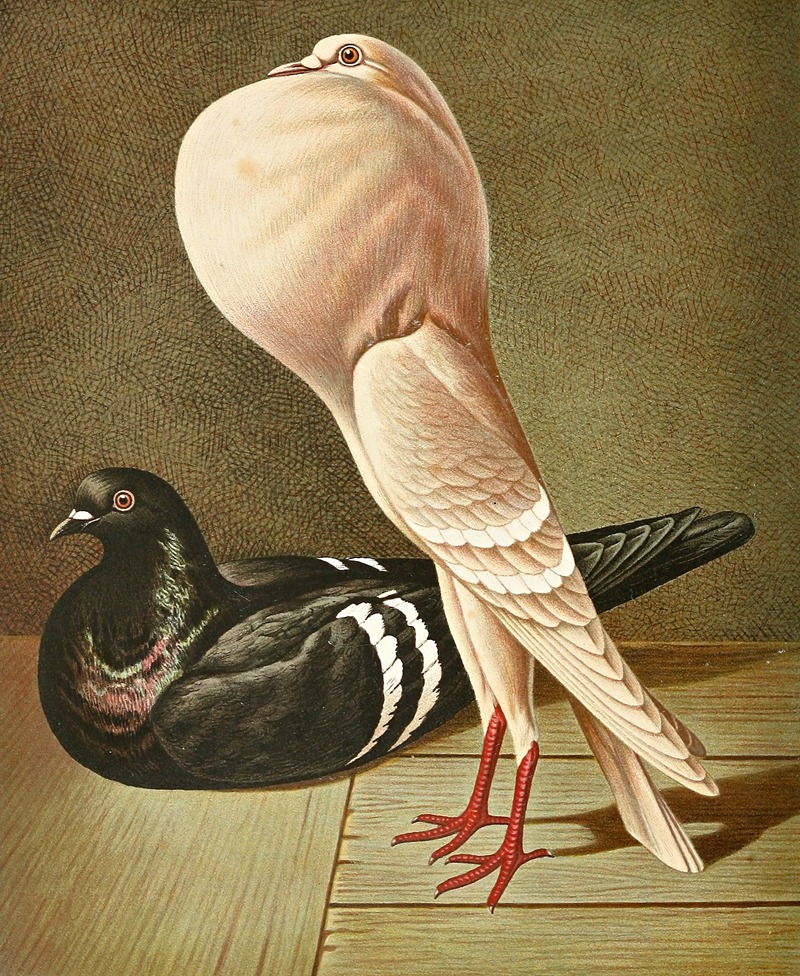 C. gutturosa minima by Gustav Prütz, 1884-1886 — digital art print download