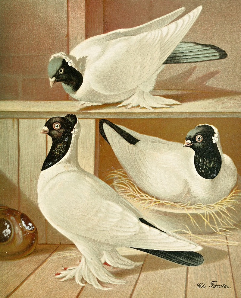 C. gyratrix coloriceps by Gustav Prütz, 1884-1886 — digital art print download