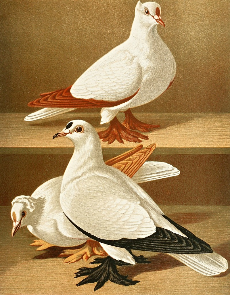 C. remigalis by Gustav Prütz, 1884-1886 — digital art print download