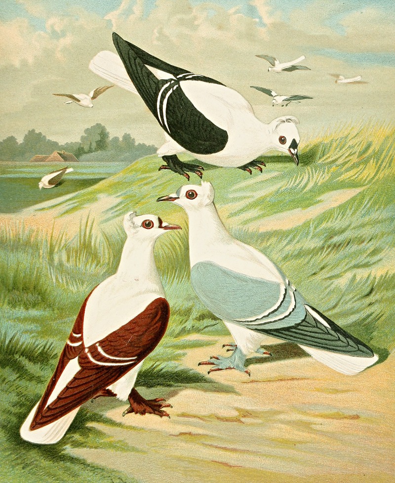C. sterninae II by Gustav Prütz, 1884-1886 — digital art print download