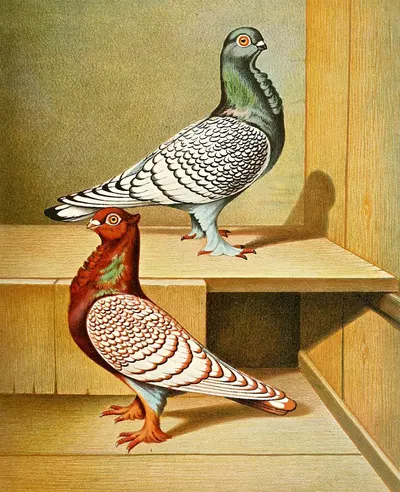 C. stictae by Gustav Prütz, 1884-1886 — digital art print download