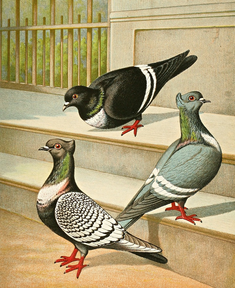 C. Sturnicollis by Gustav Prütz, 1884-1886 — digital art print download