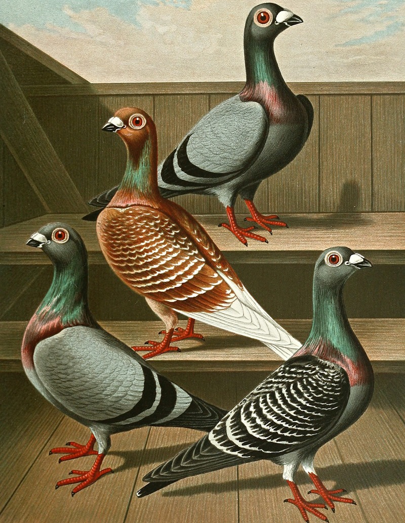 C. tabellaria europea by Gustav Prütz, 1884-1886 — digital art print download