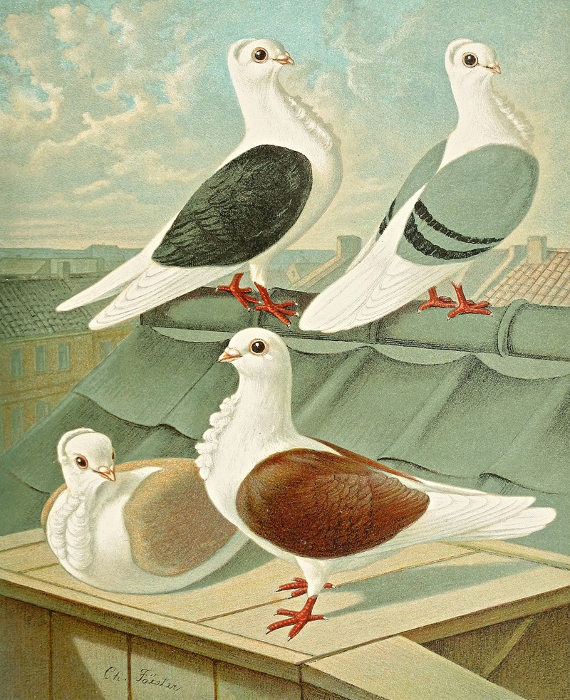 C. turbita II by Gustav Prütz, 1884-1886 — digital art print download