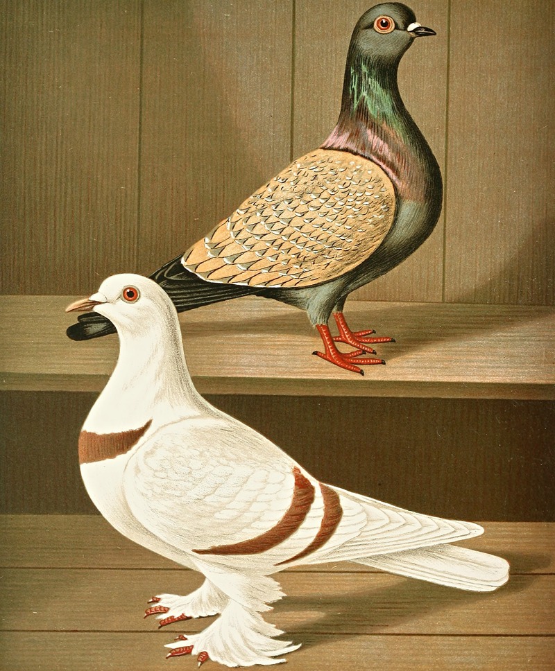 C. vietoriae, C. helvetiae by Gustav Prütz, 1884-1886 — digital art print download