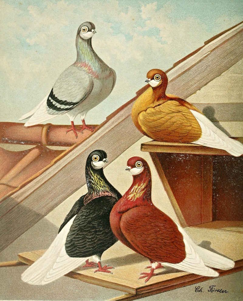 Englische Barttümmler by Gustav Prütz, 1884-1886 — digital art print download