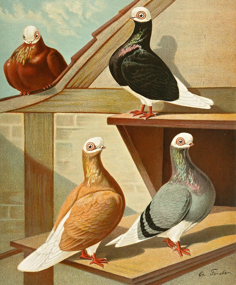 Englische Weissköpfe (Baldheads) — Gustav Prütz