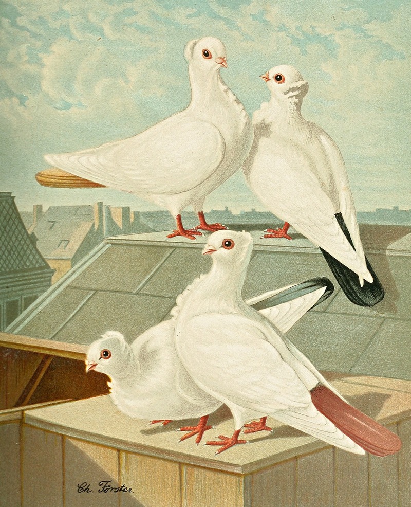 Farbenchwänzige Deutsche Mövchen by Gustav Prütz, 1884-1886 — digital art print download