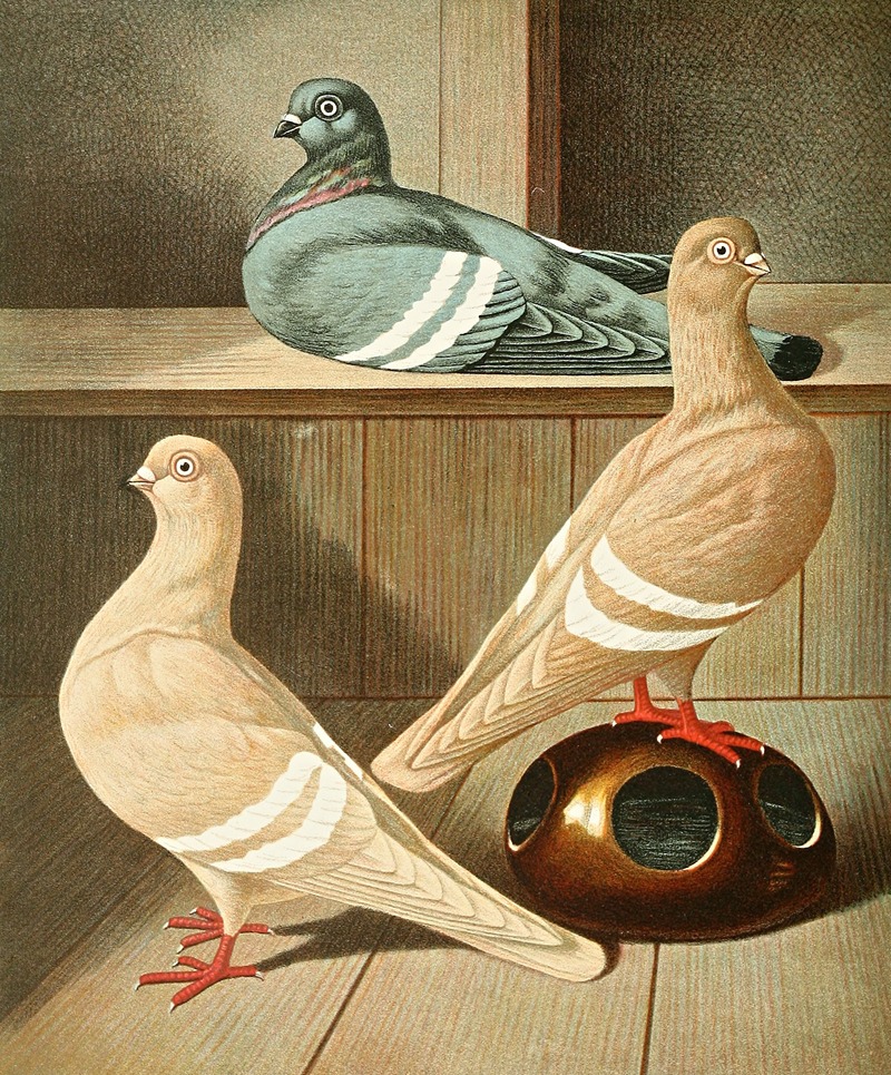Praqer Weissbindige Tümmler by Gustav Prütz, 1884-1886 — digital art print download