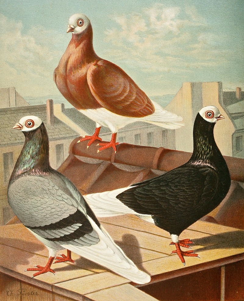 Preussische Weisskopf-Tümmler — Gustav Prütz