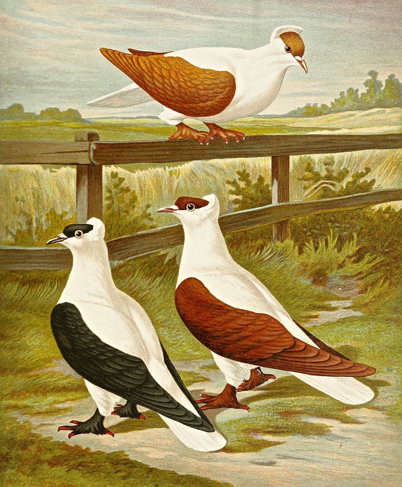 Vollplattige oder Nürnberger Schwalbentaube by Gustav Prütz, 1884-1886 — digital art print download