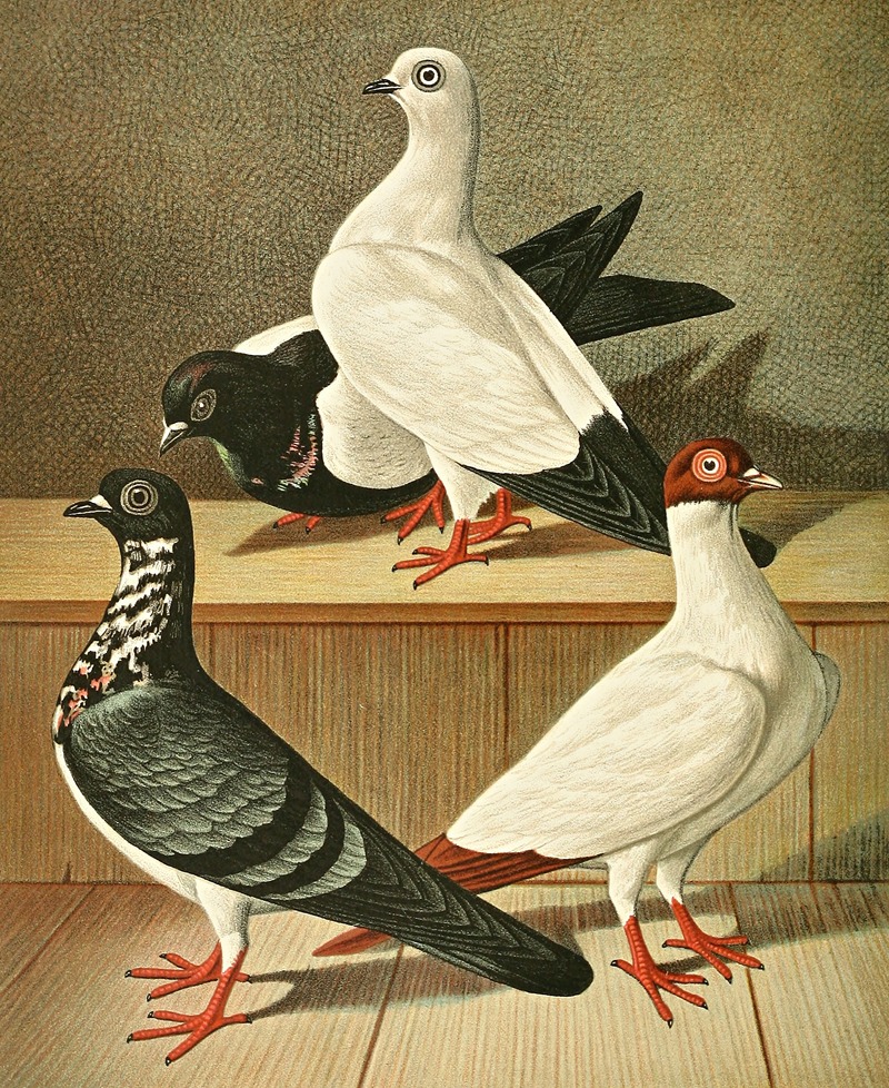 Weiner Flachstirnige Langschnabel-Tümmler — Gustav Prütz