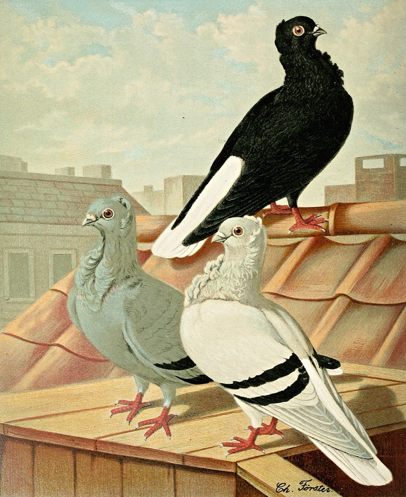 Weissschwänzige Deutsche Mövchen (Sticken) — Gustav Prütz